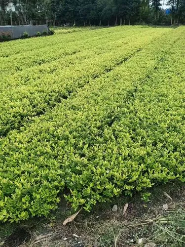 乒乓球台秘密